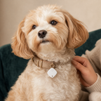 Cachorro pequeno usando Rastreador Inteligente Pet House Smart Tag na coleira